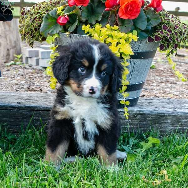 Leo, Bernese Mountain Dog Puppy